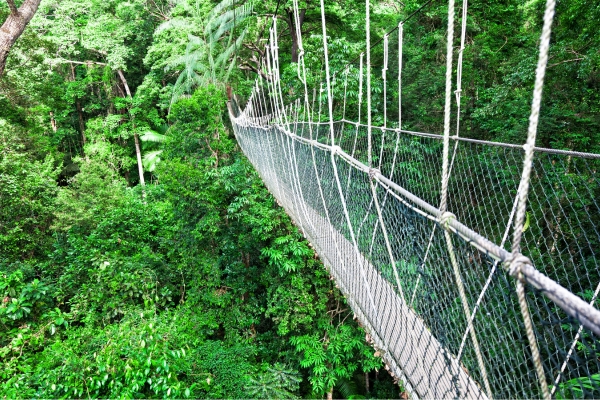  Elevated canopy walkway in Kinabalu Park surrounded by green forest
