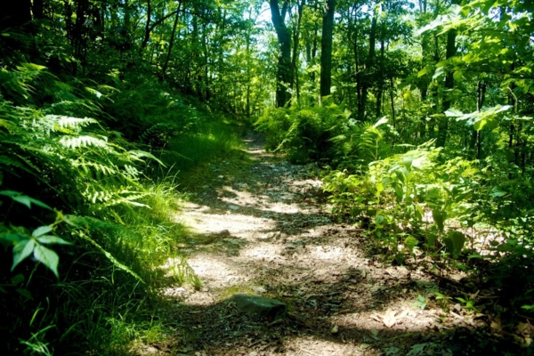Paved trail through tropical trees in Taman Ujana Rimba Tropika park in Sabah
